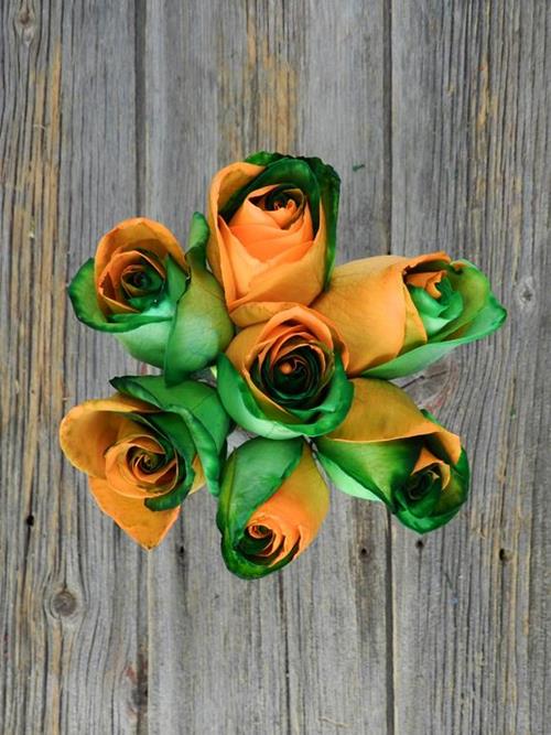 GREEN & ORANGE  TINTED ROSES